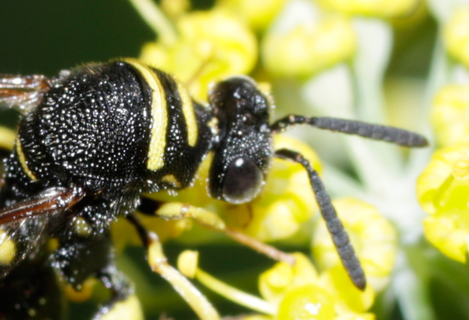 Leucospis maschio: L. dorsigera o L. bifasciata